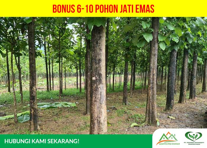 Kavling Jati Indah Transyogi - Bonus 6-10 pohon jati emas